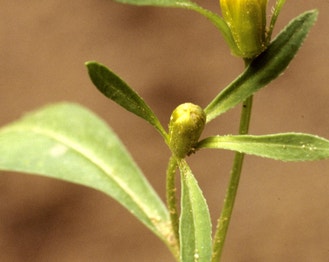 Three-Lobe Beggarticks