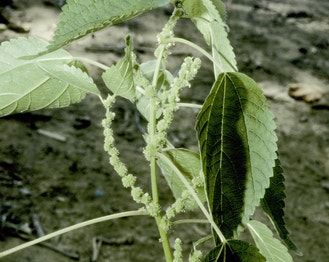 Small-Spike False Nettle