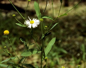 White Doll's Daisy