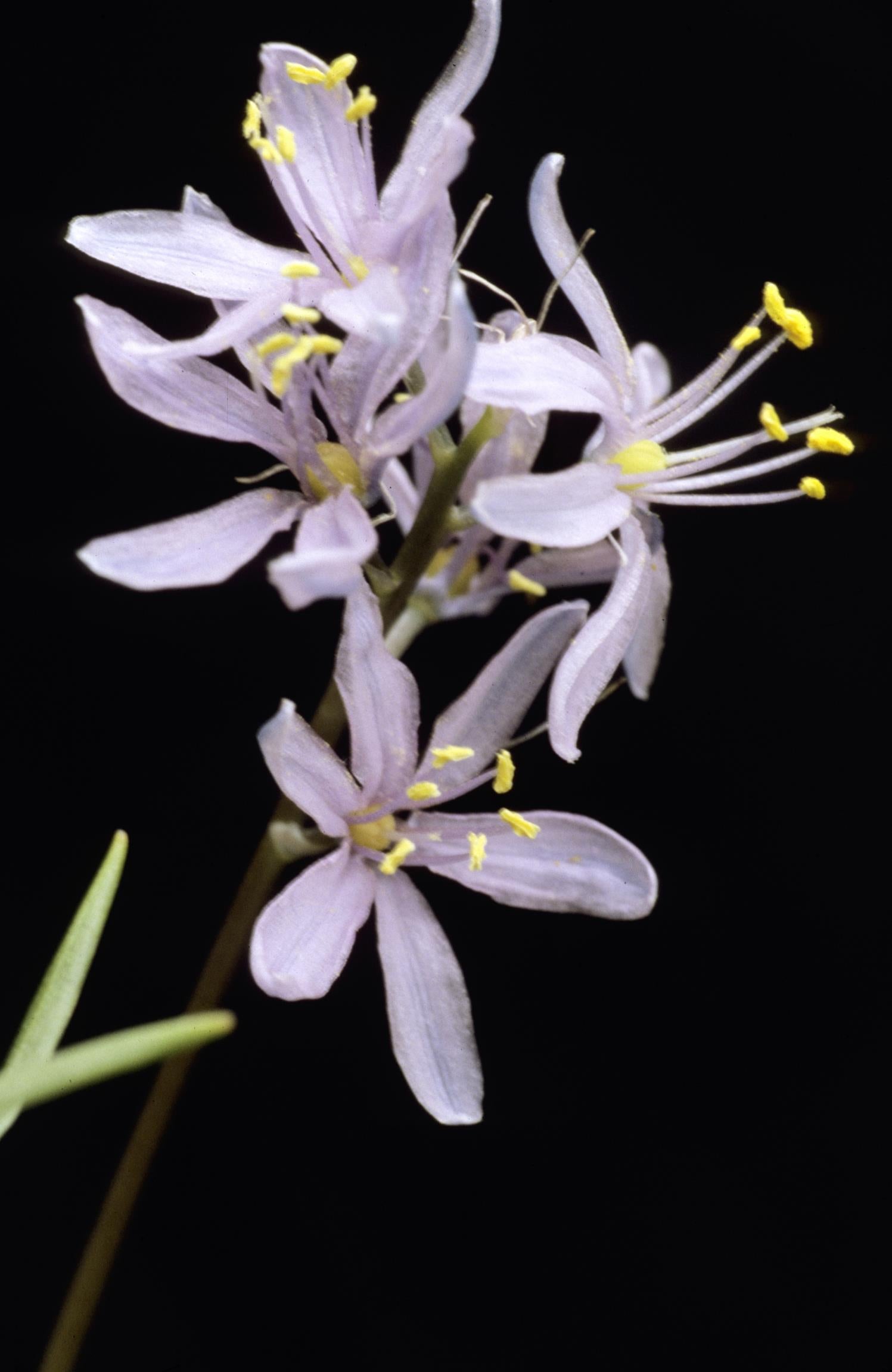 Atlantic Camas