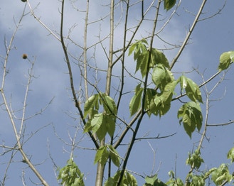 American Chestnut