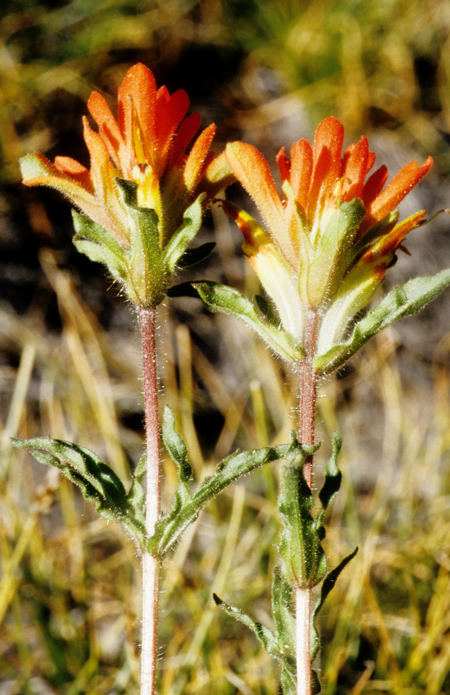 Wavy-Leaf Indian-Paintbrush