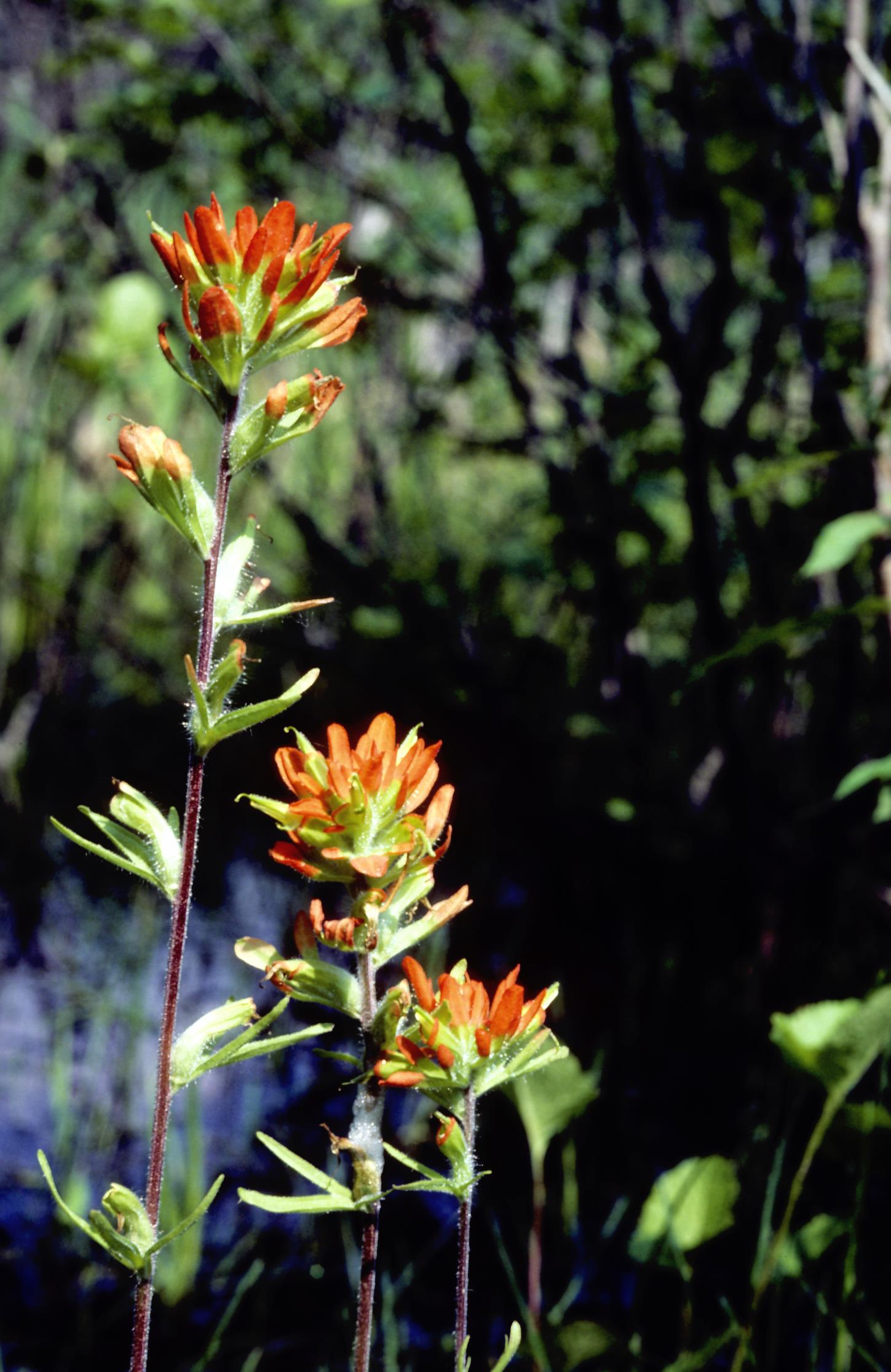 Scarlet Indian-Paintbrush