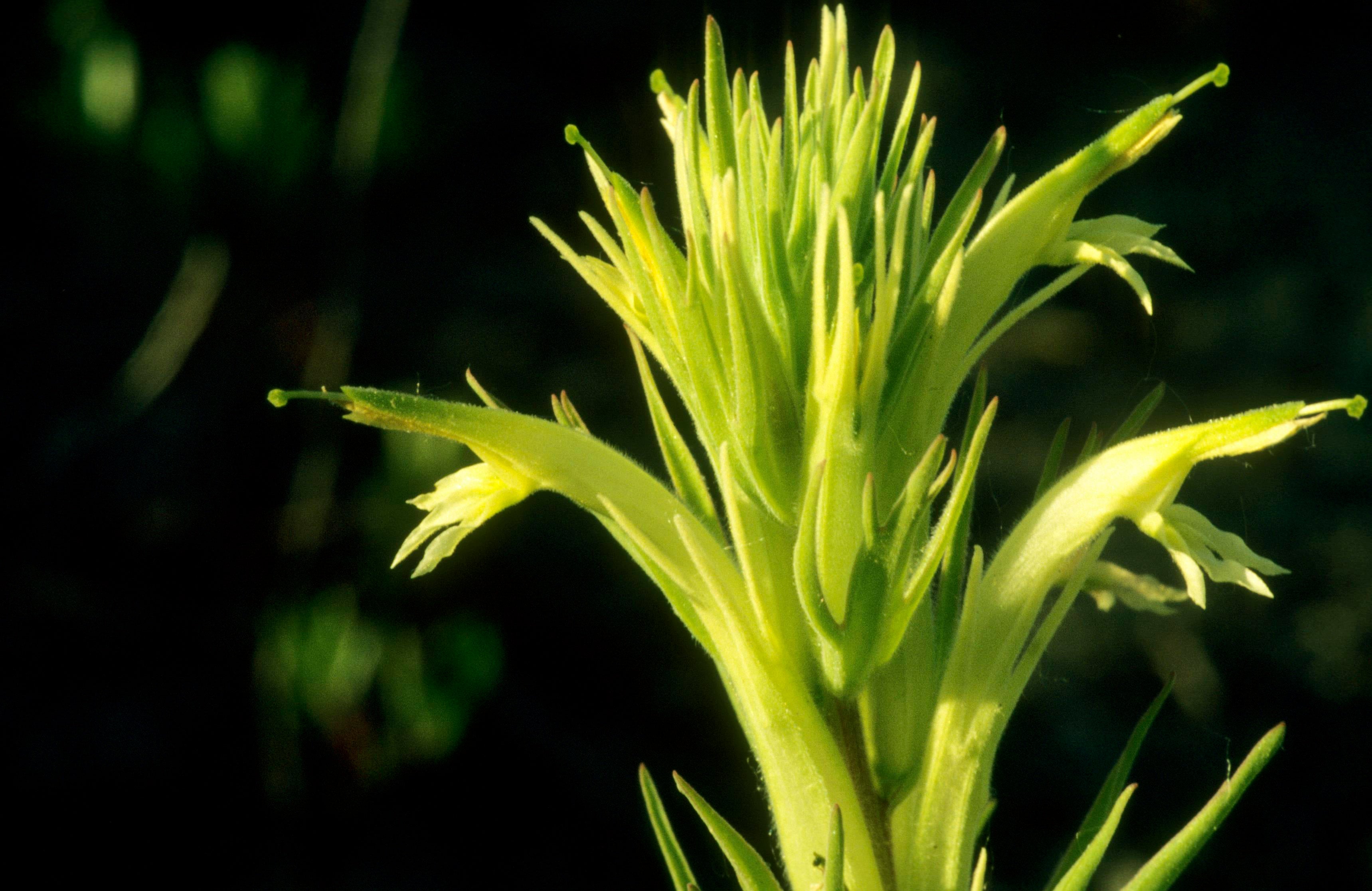 Great Plains Indian-Paintbrush