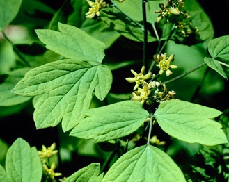 Blue Cohosh