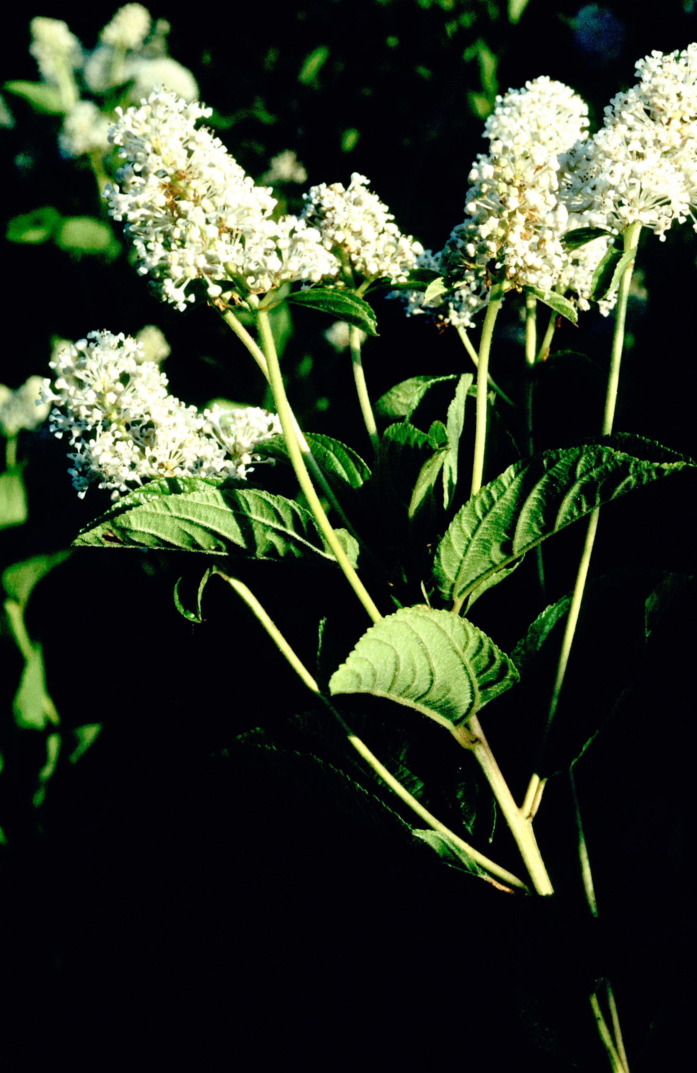 Prairie Redroot