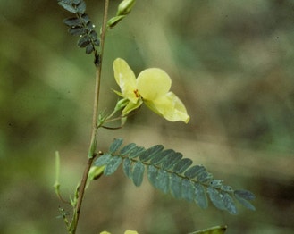 Sleepingplant