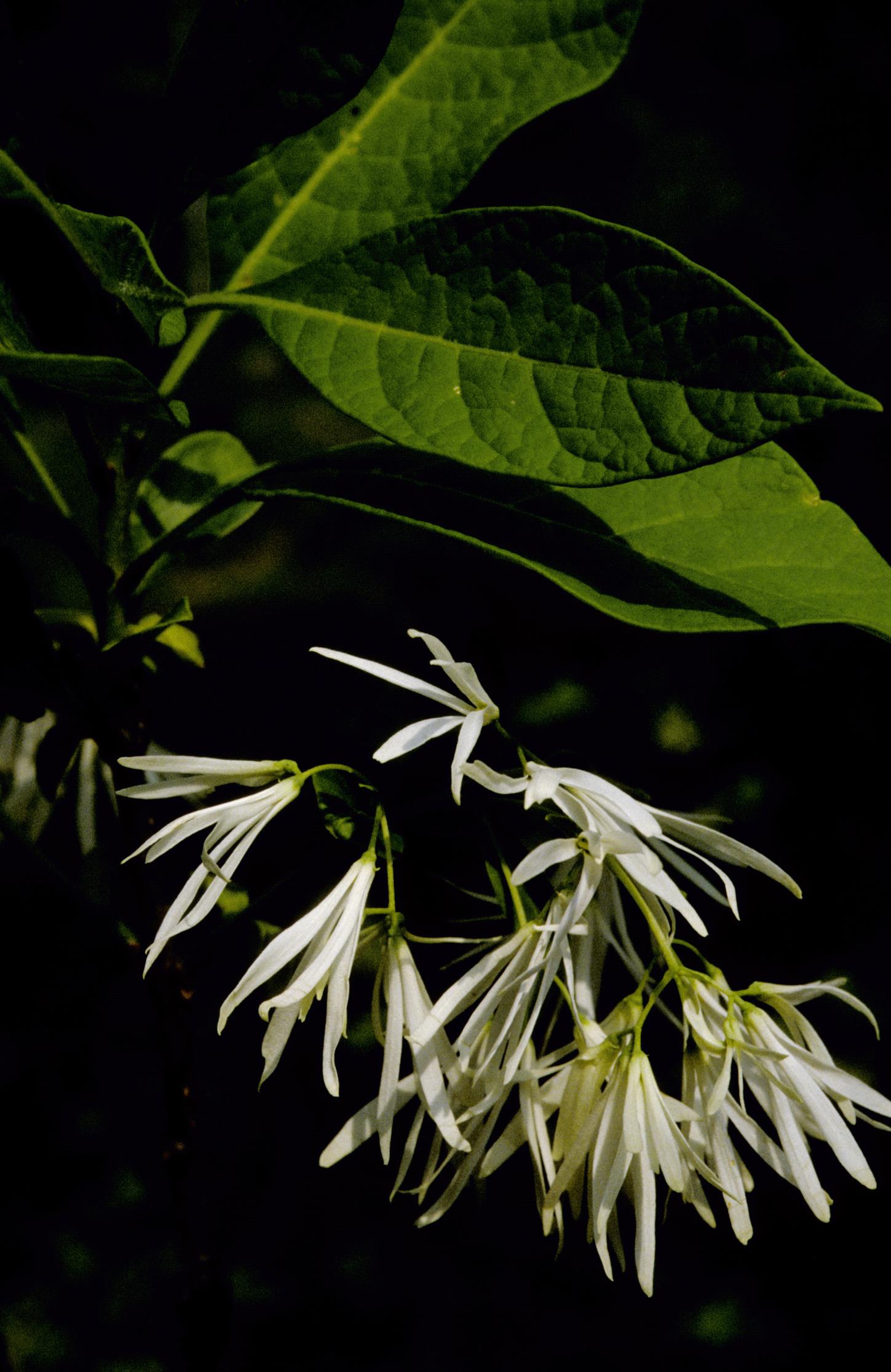 White Fringetree