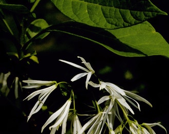 White Fringetree