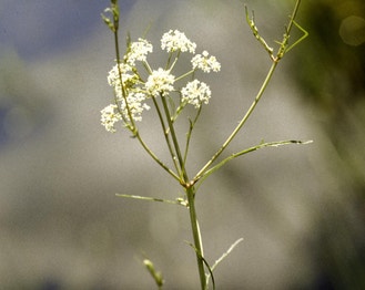 Bulblet-Bearing Water-Hemlock