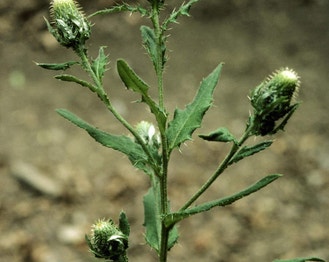 Tall Thistle