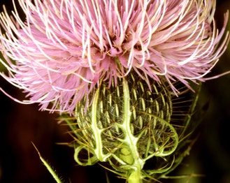Field Thistle