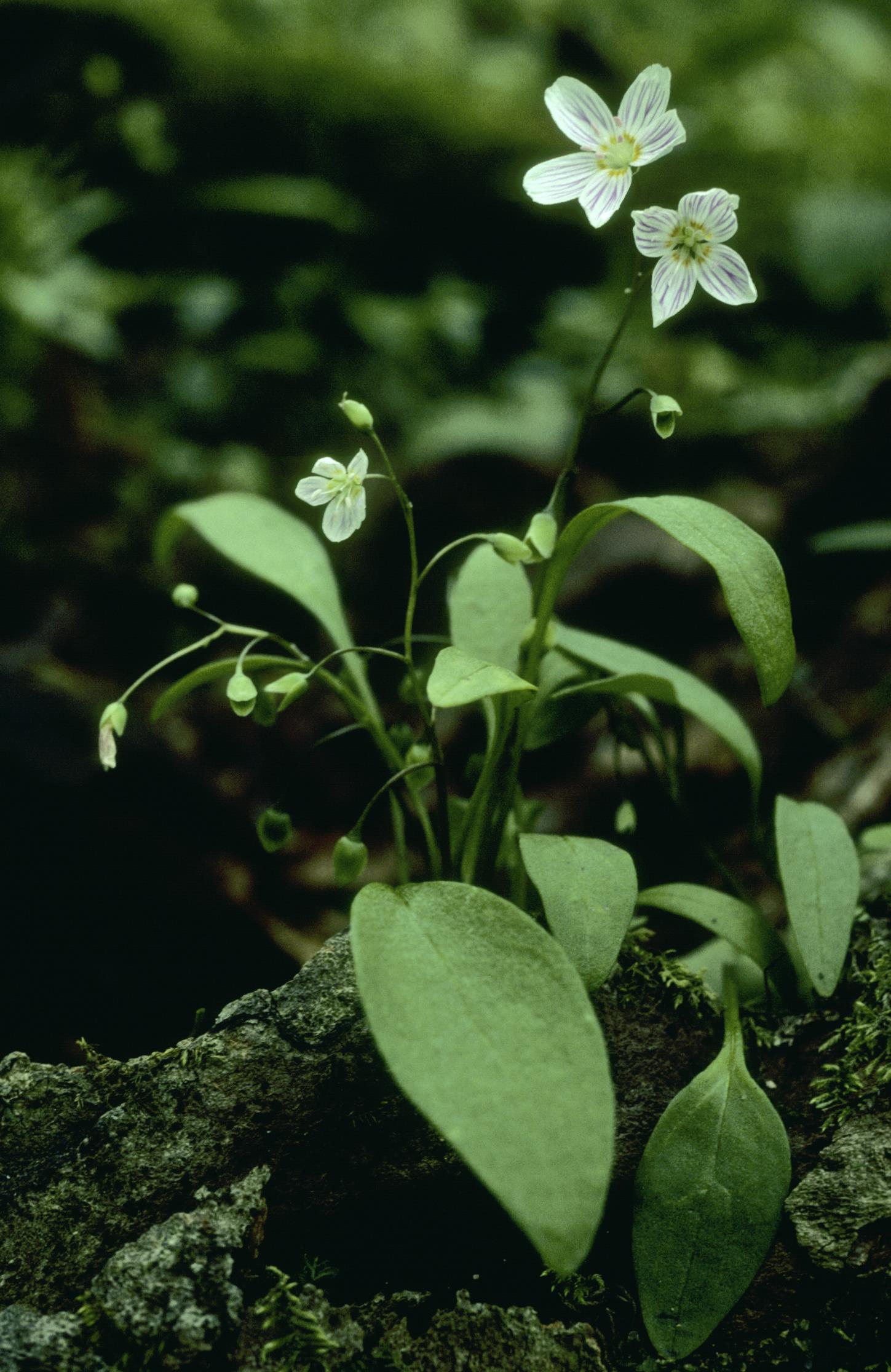 Carolina Springbeauty