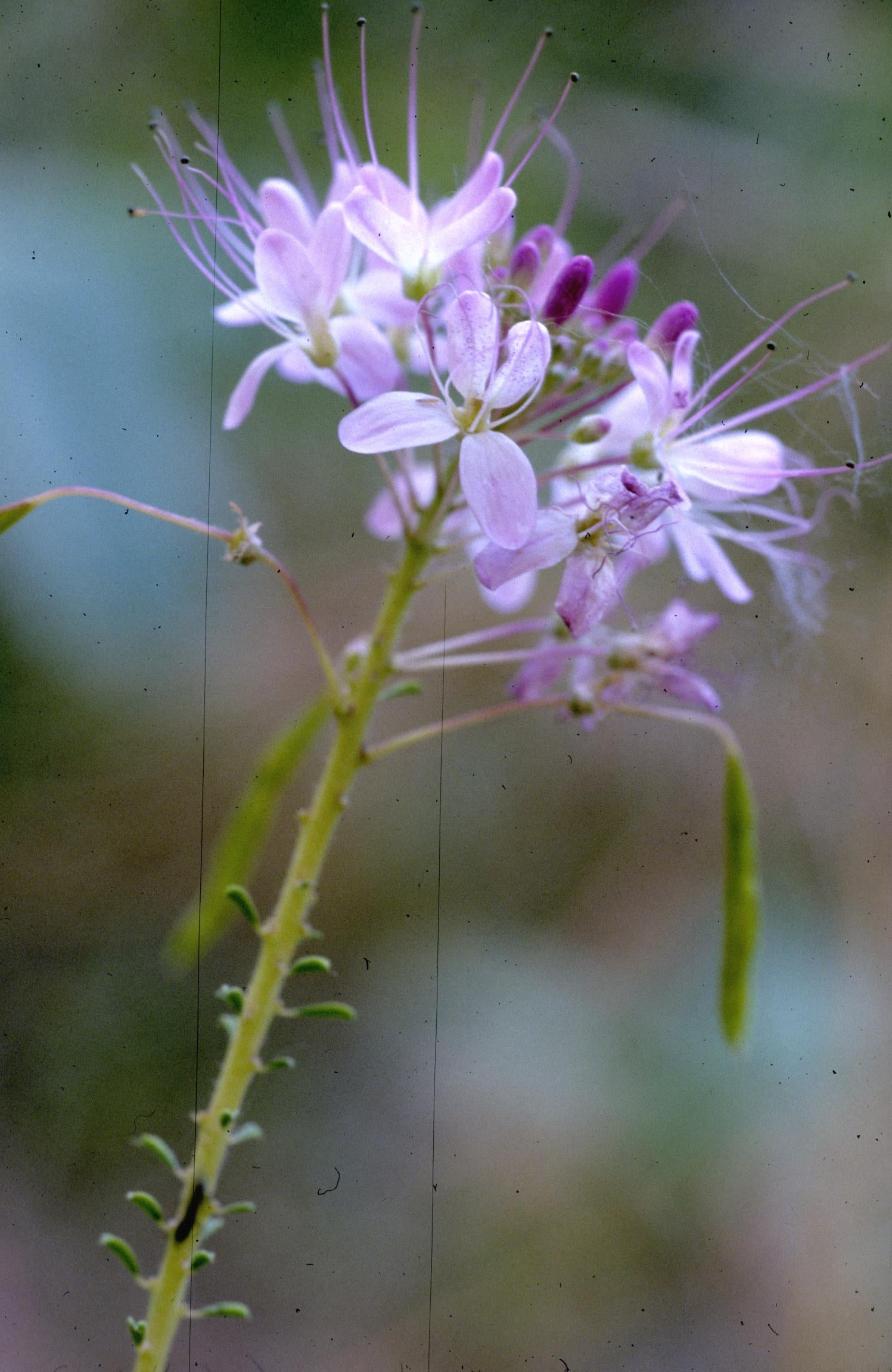 Rocky Mountain Beeplant
