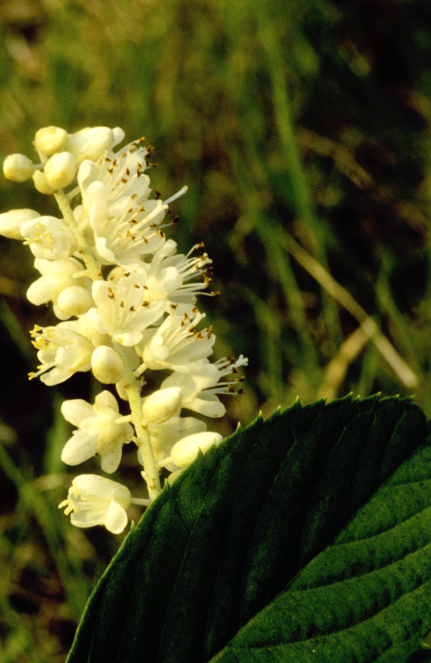Coastal Sweet-Pepperbush