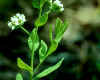 Bastard-Toadflax