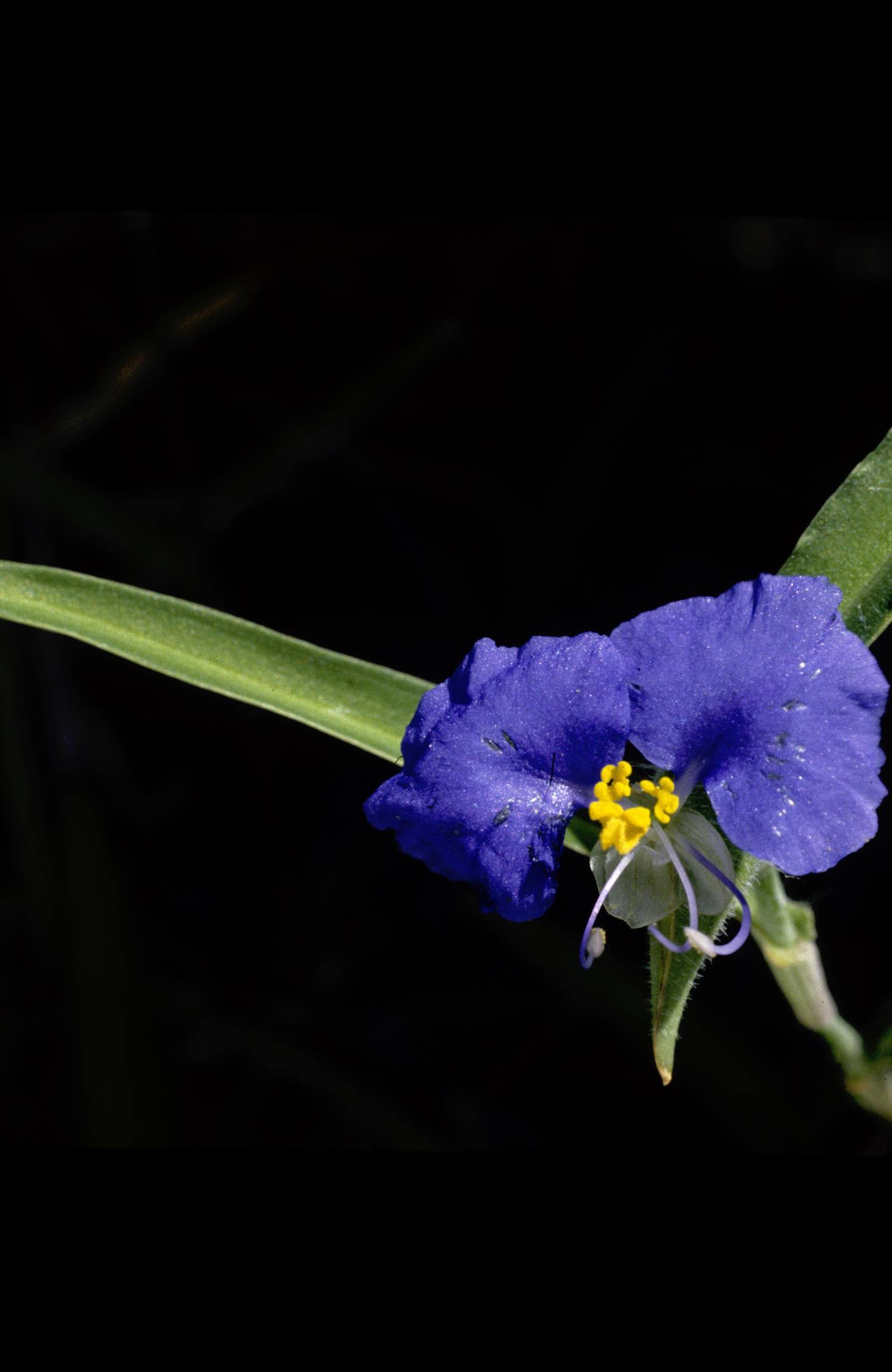 White-Mouth Dayflower