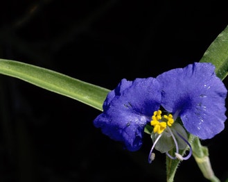 White-Mouth Dayflower