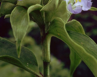 Virginia Dayflower