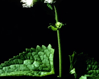 Blue Mistflower
