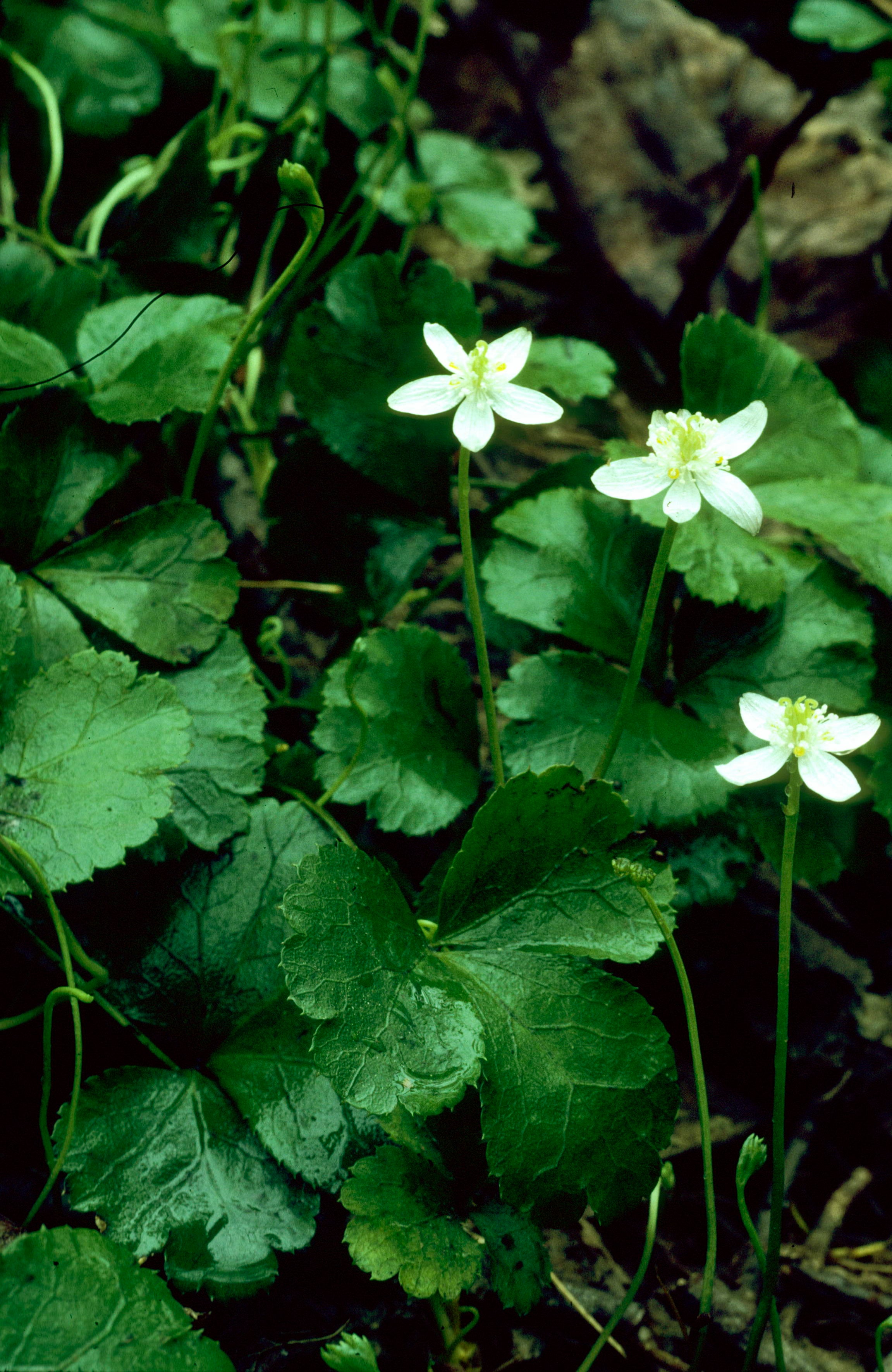 Three-Leaf Goldthread