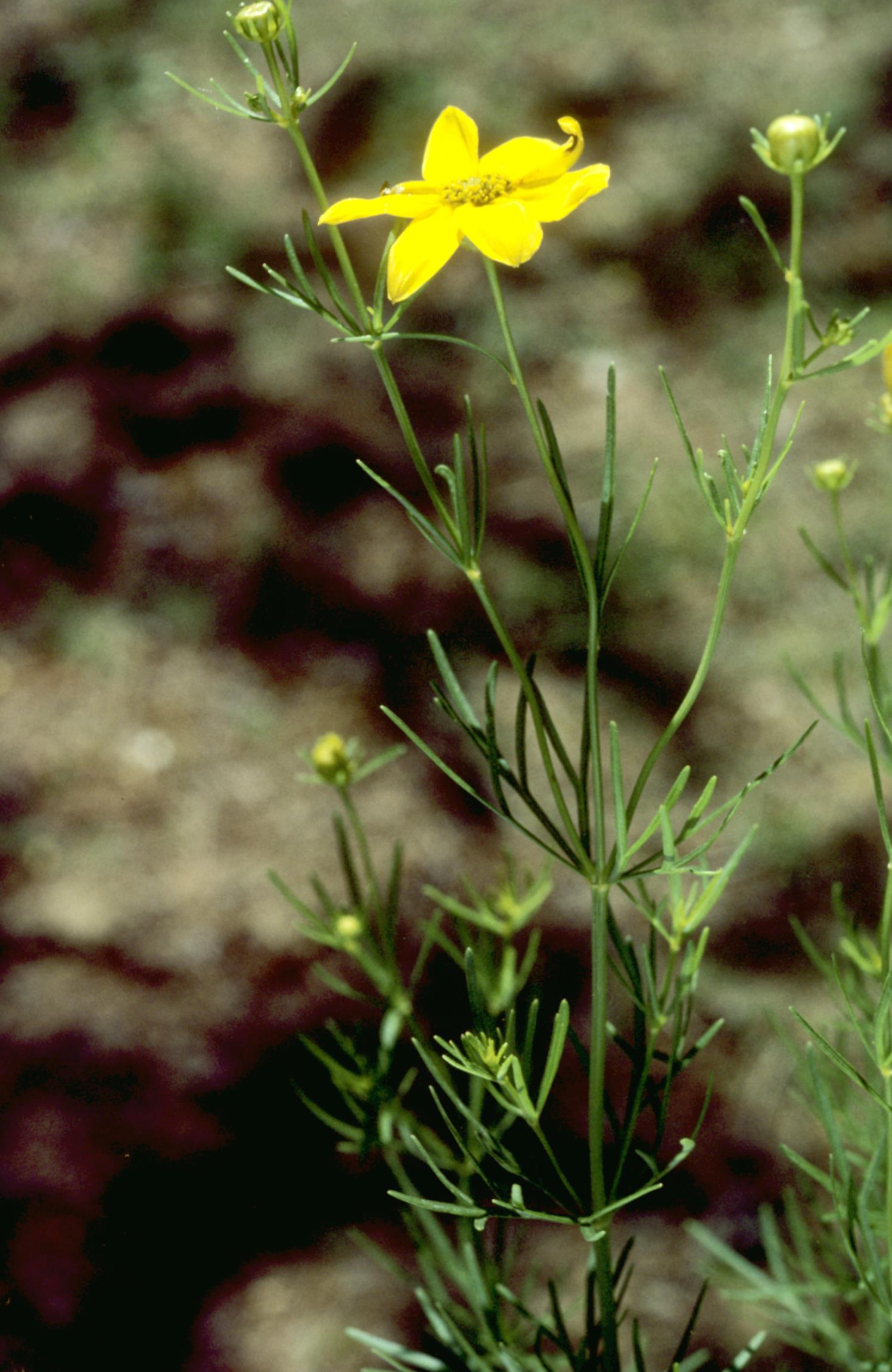 Whorled Tickseed