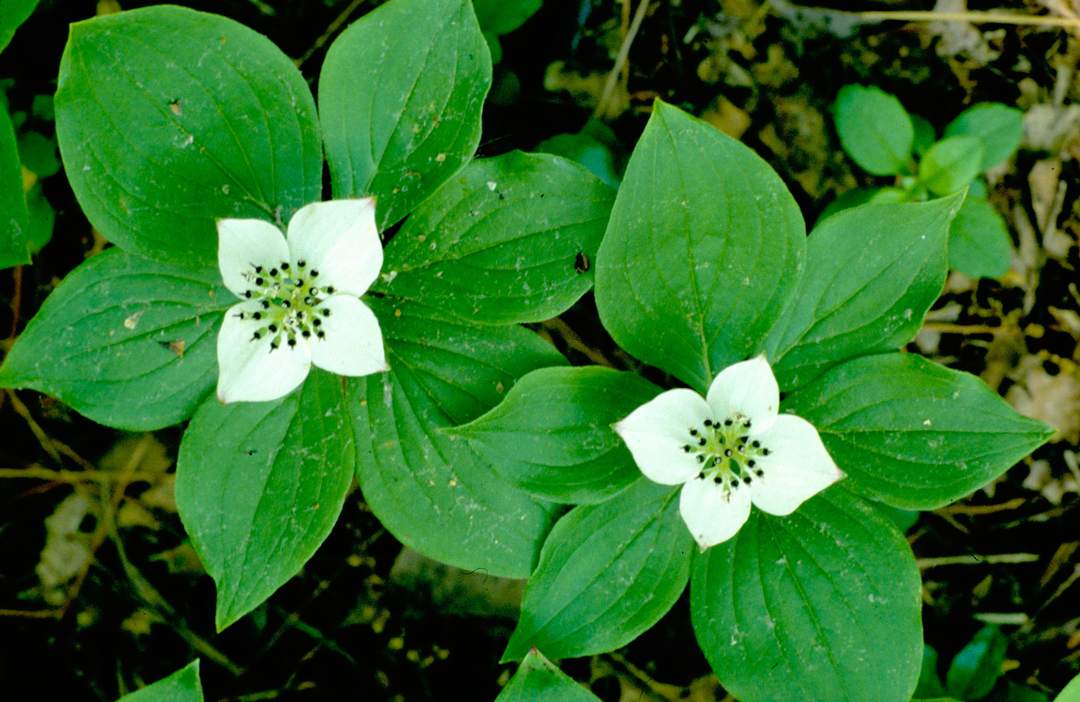 Canadian Bunchberry