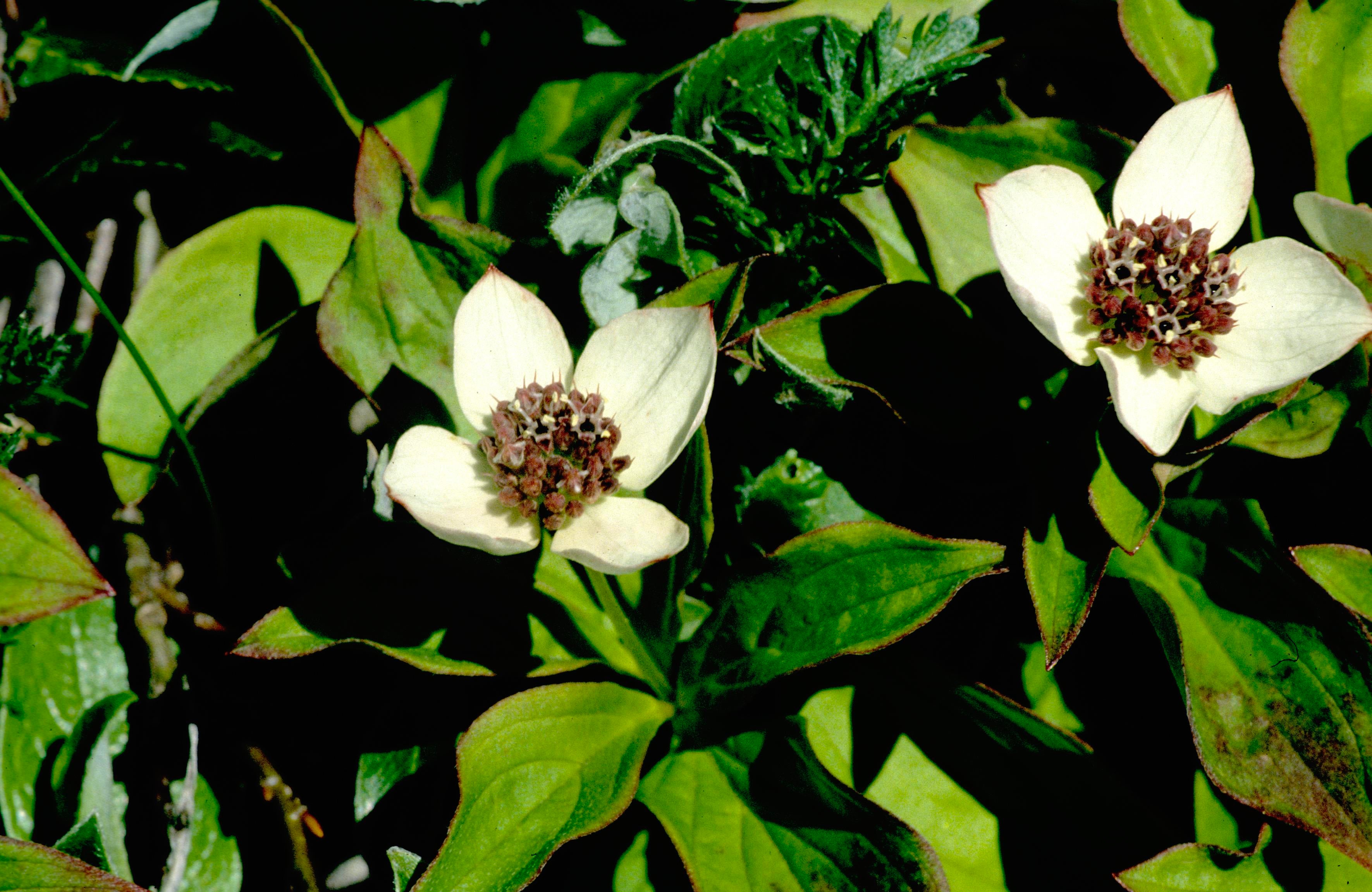 Western Cordilleran Bunchberry