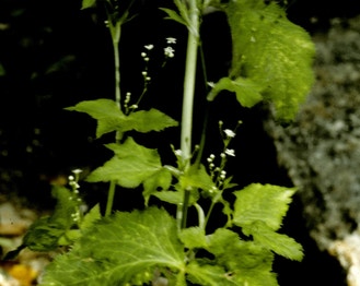 Canadian Honewort