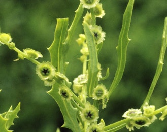 Winged-Pigweed