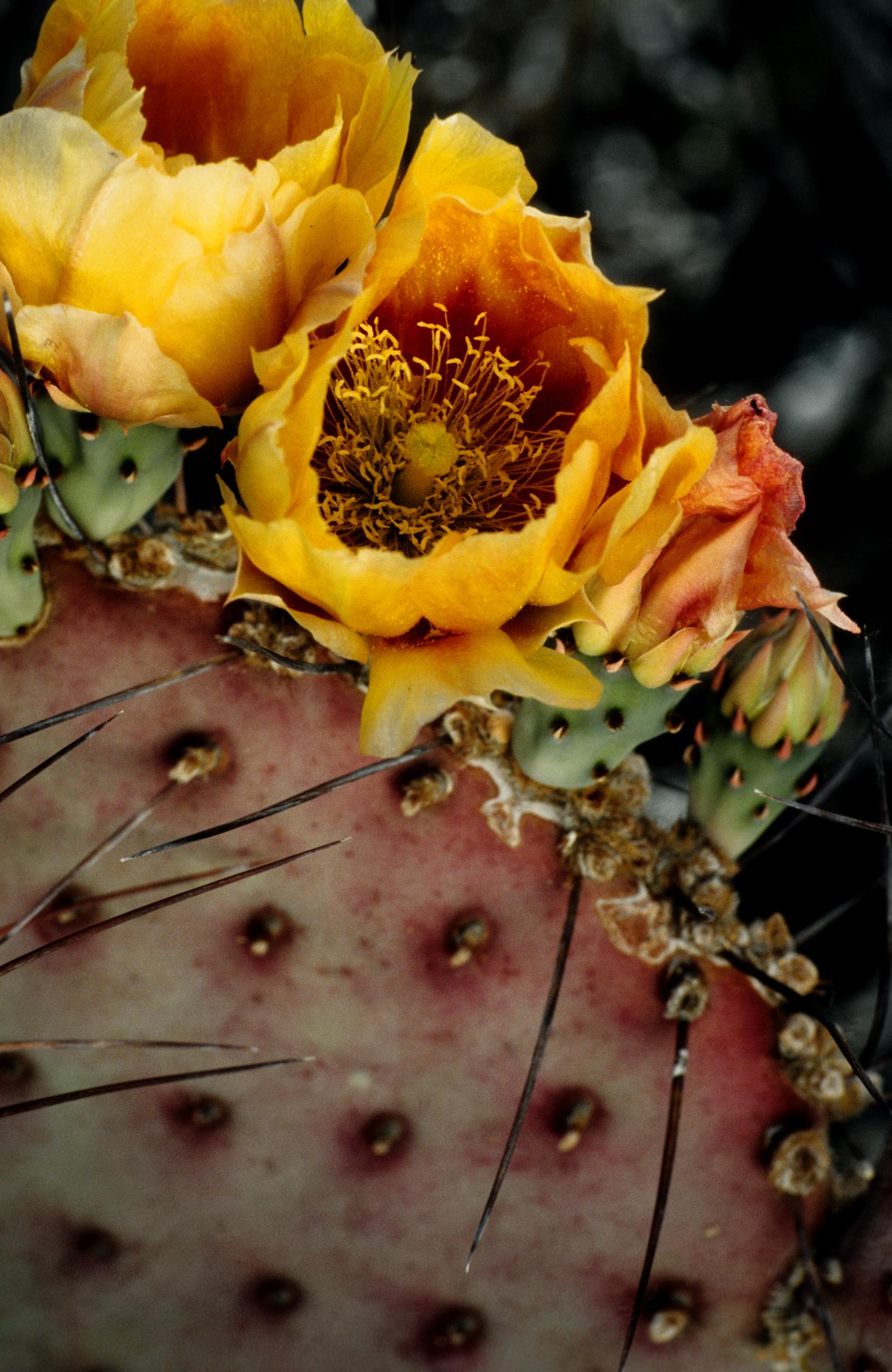 Buck-Horn Cholla