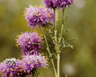 Violet Prairie-Clover