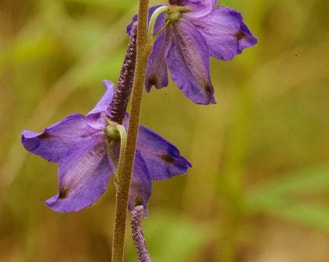 Carolina Larkspur