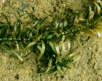 Canadian Waterweed