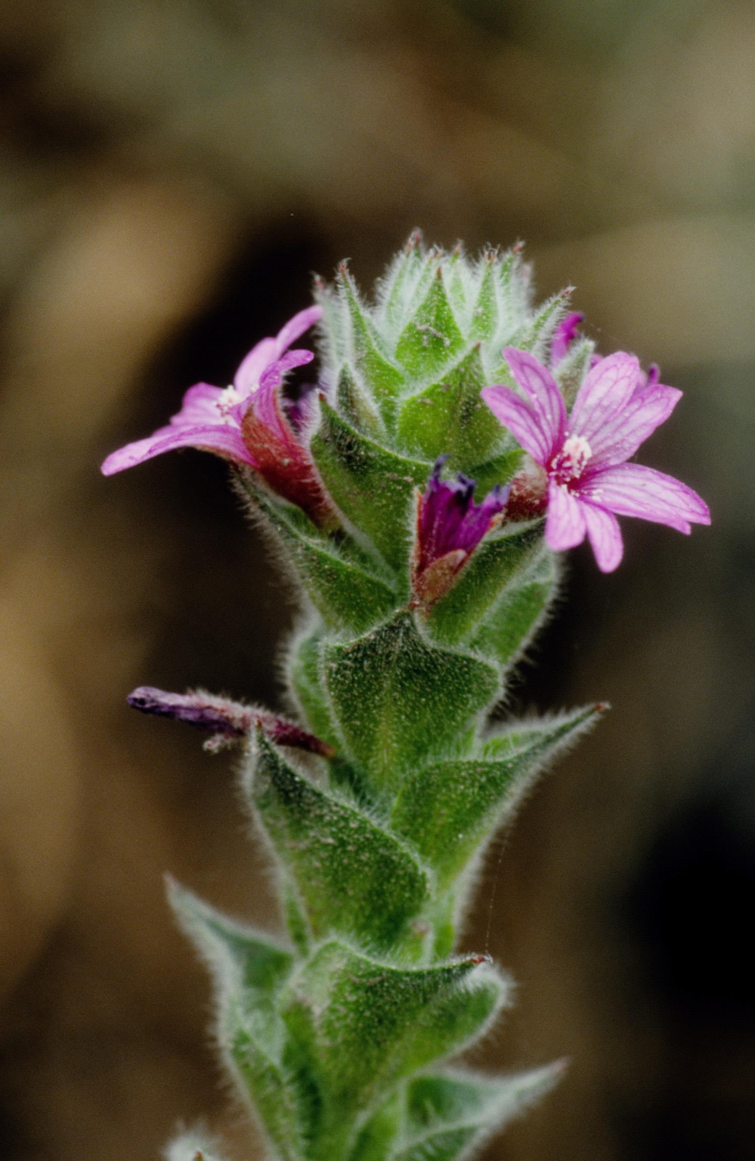 Dense-Flower Willowherb