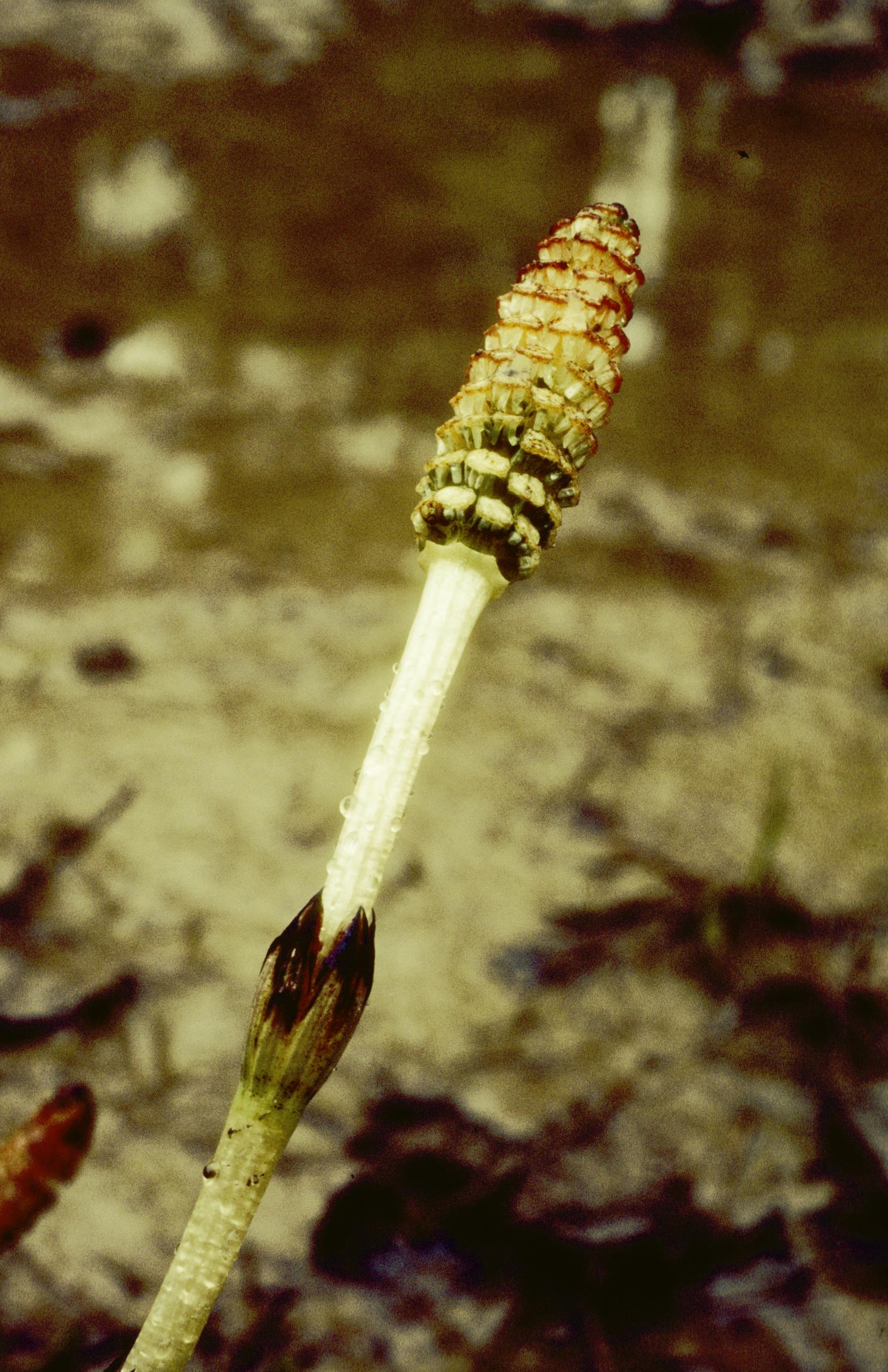 Field Horsetail