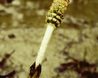 Field Horsetail