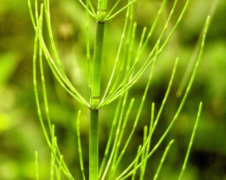 Water Horsetail