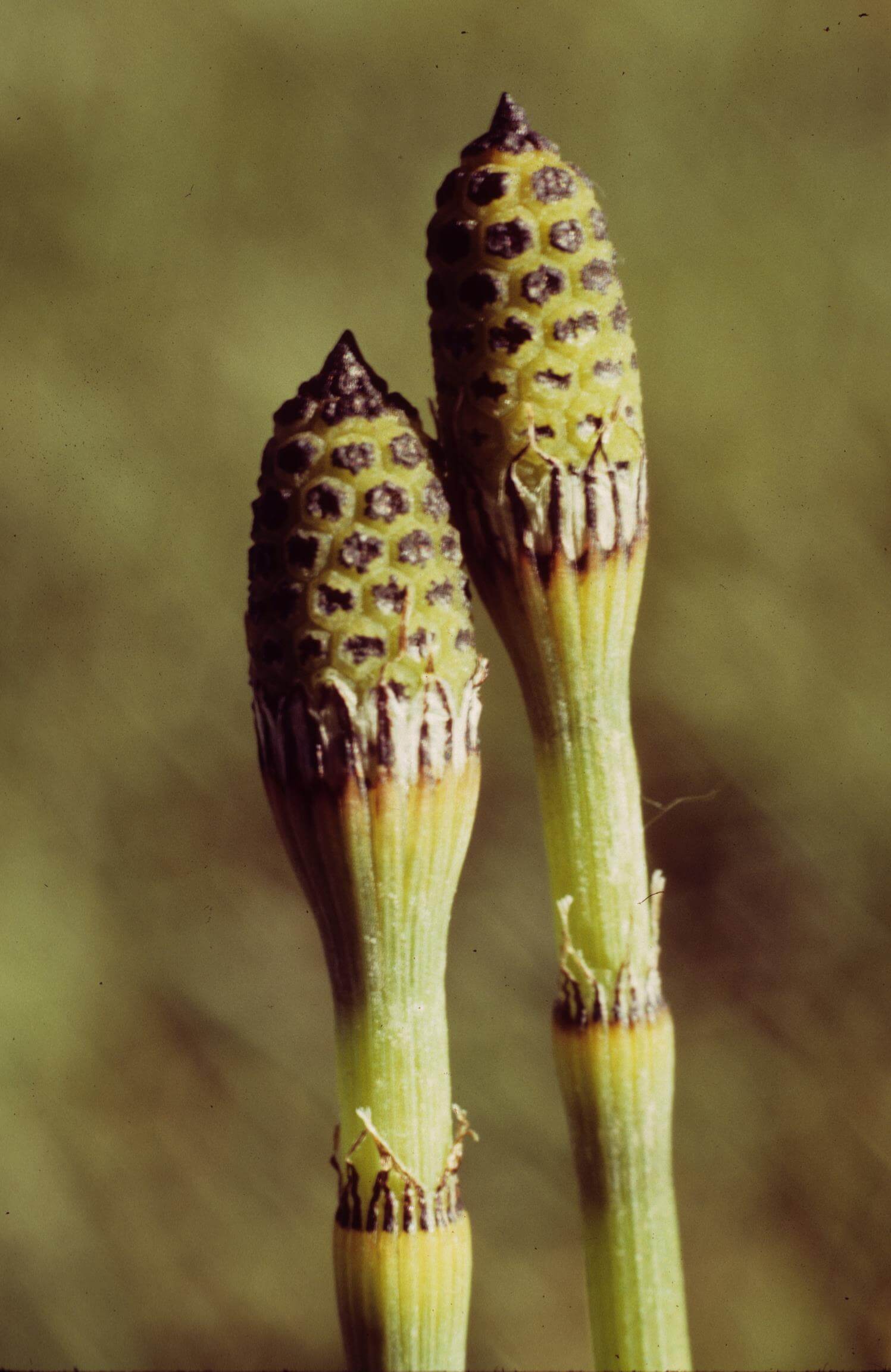 Smooth Scouring-Rush