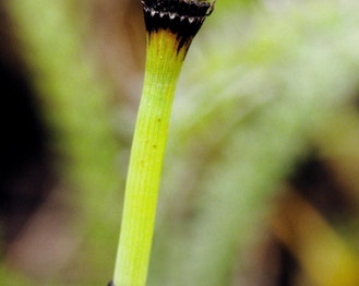 Variegated Scouring-Rush