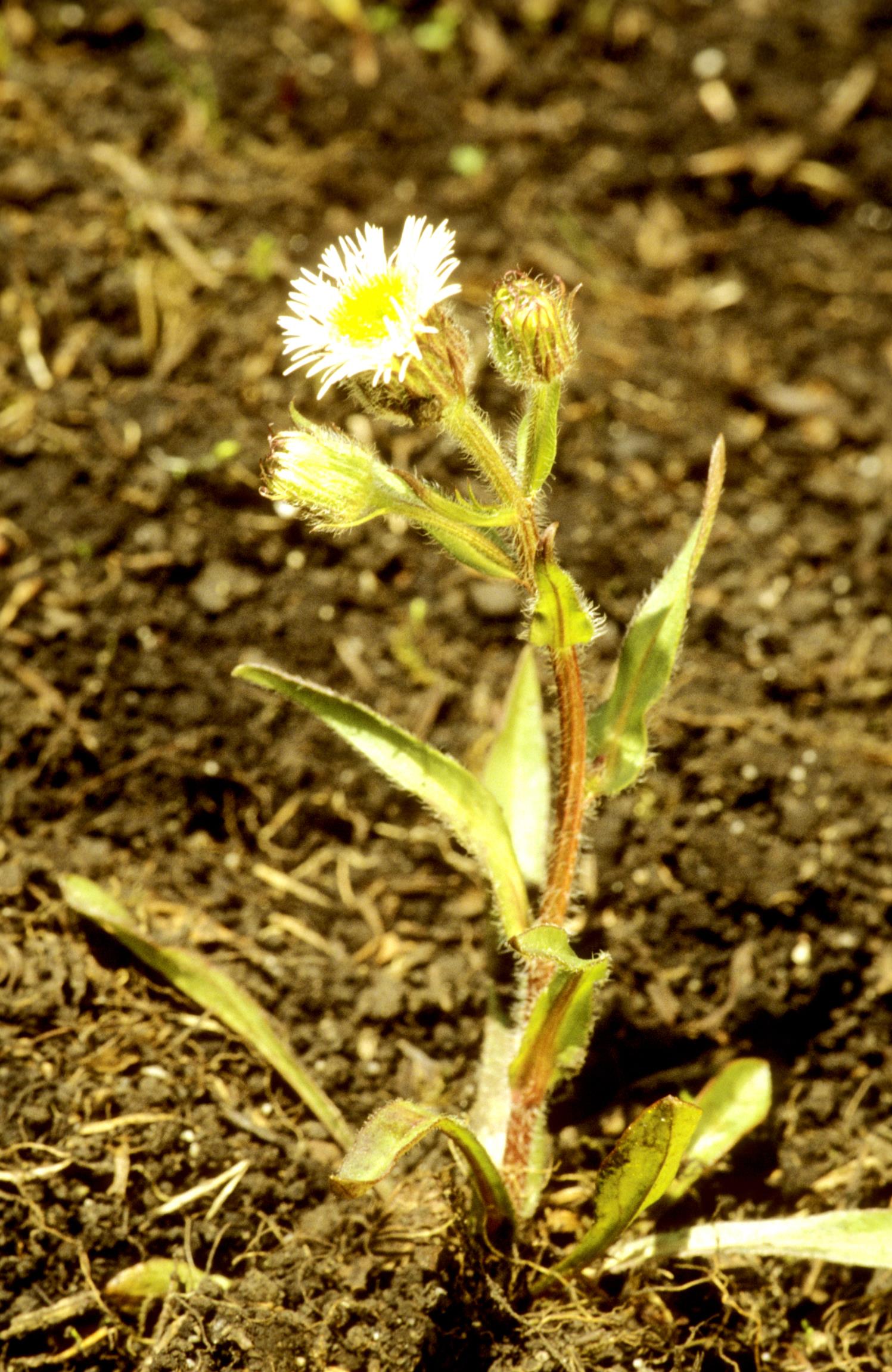 Philadelphia Fleabane