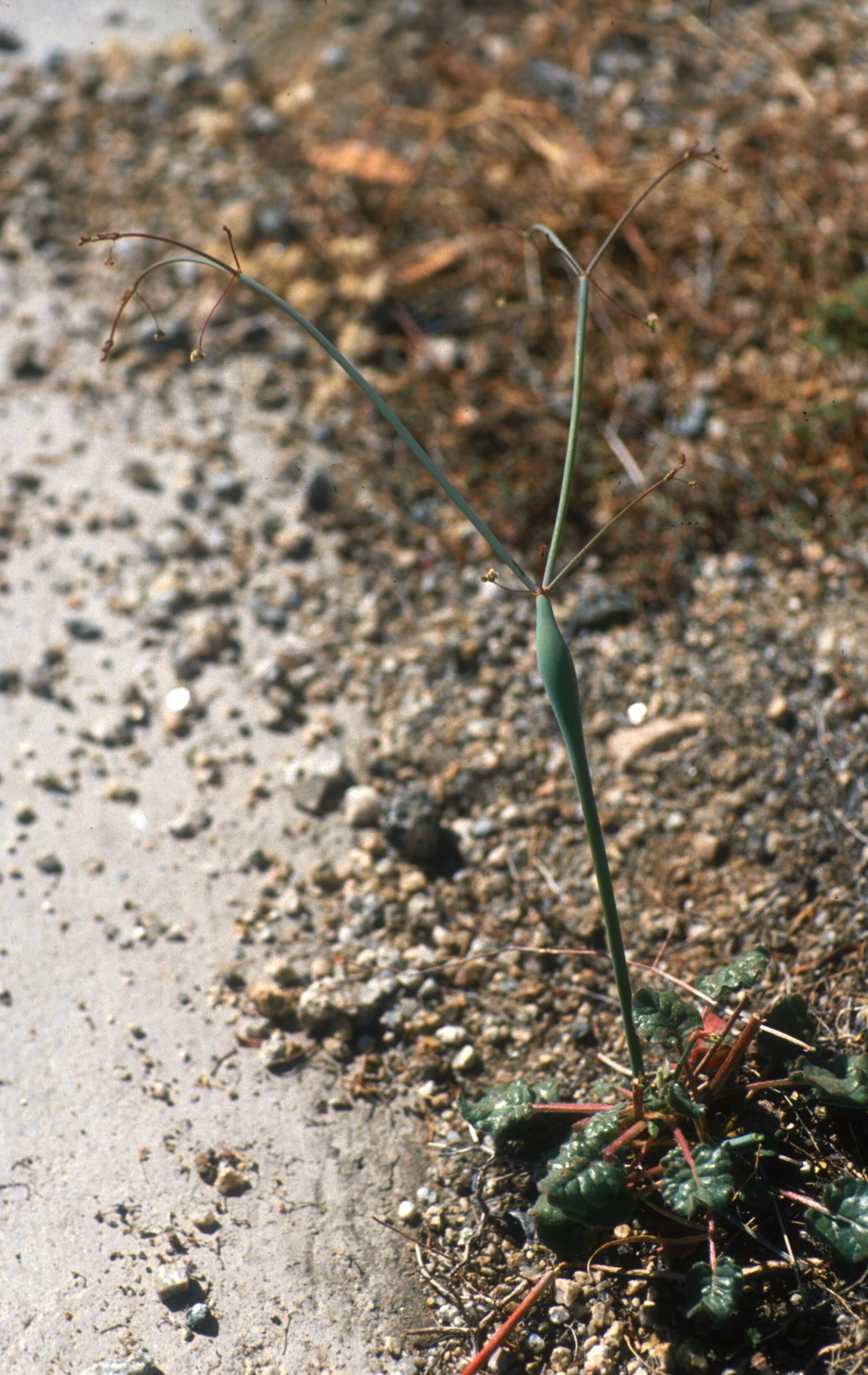 Indian-Pipeweed