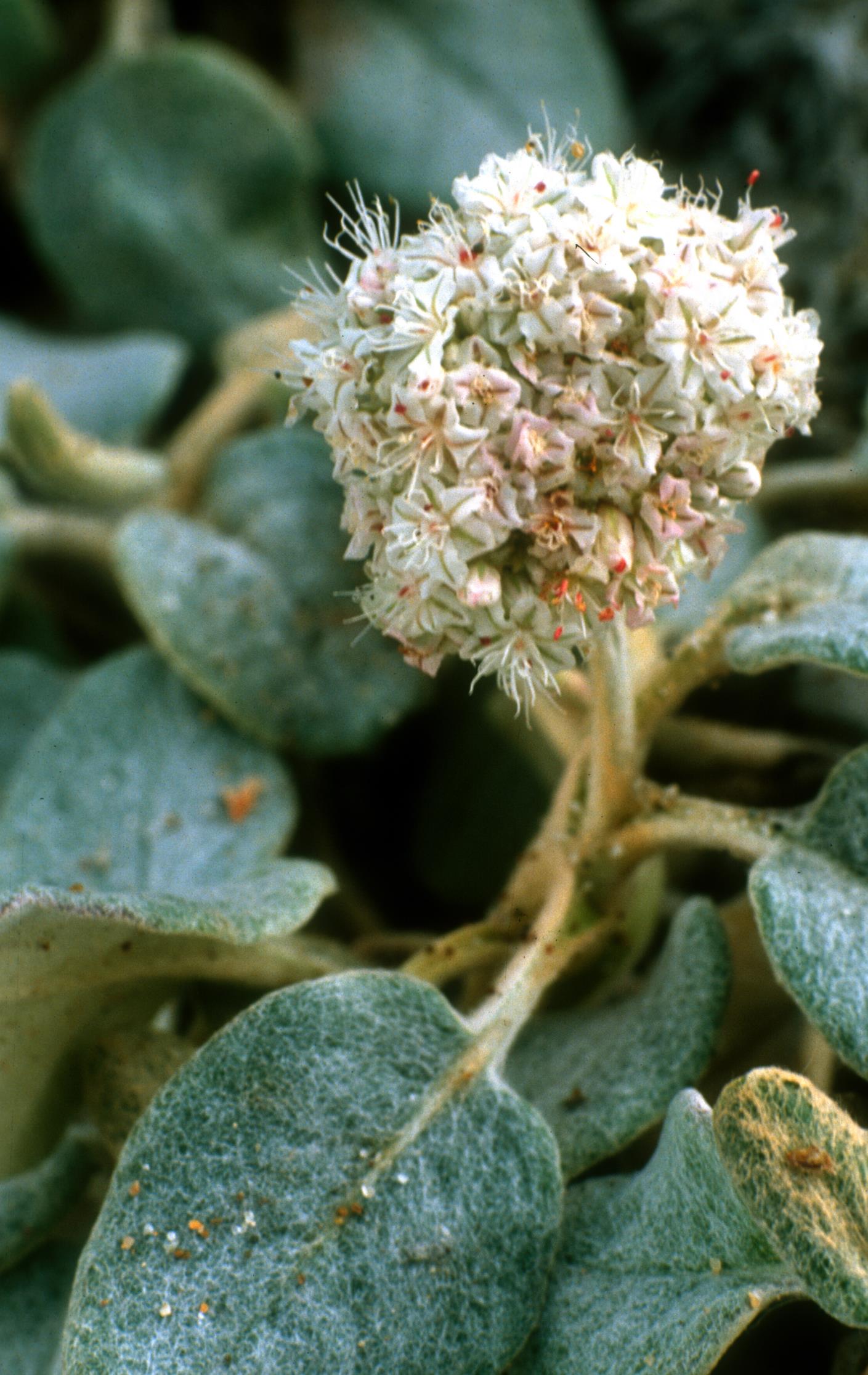 Seaside Wild Buckwheat