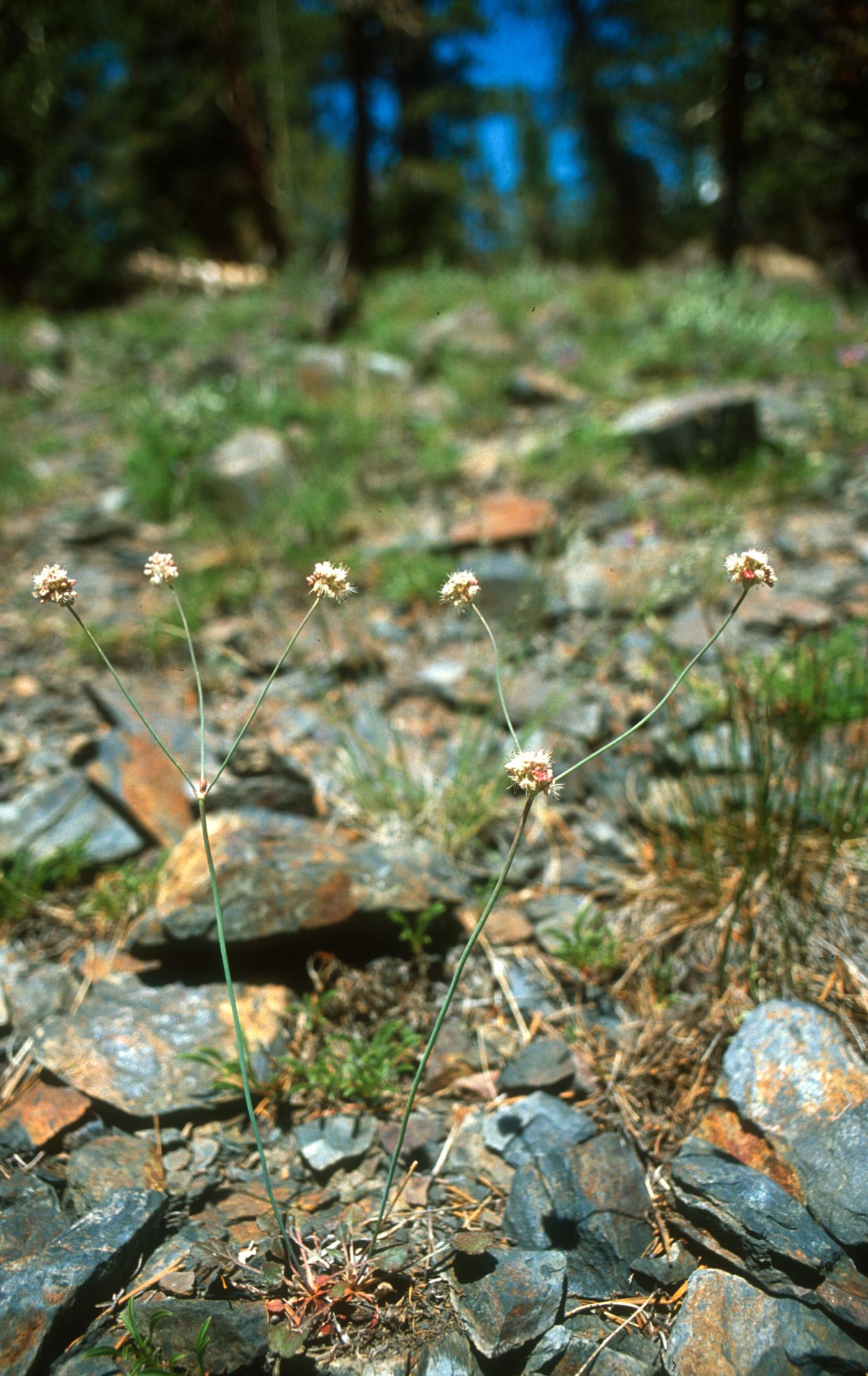 Naked Wild Buckwheat