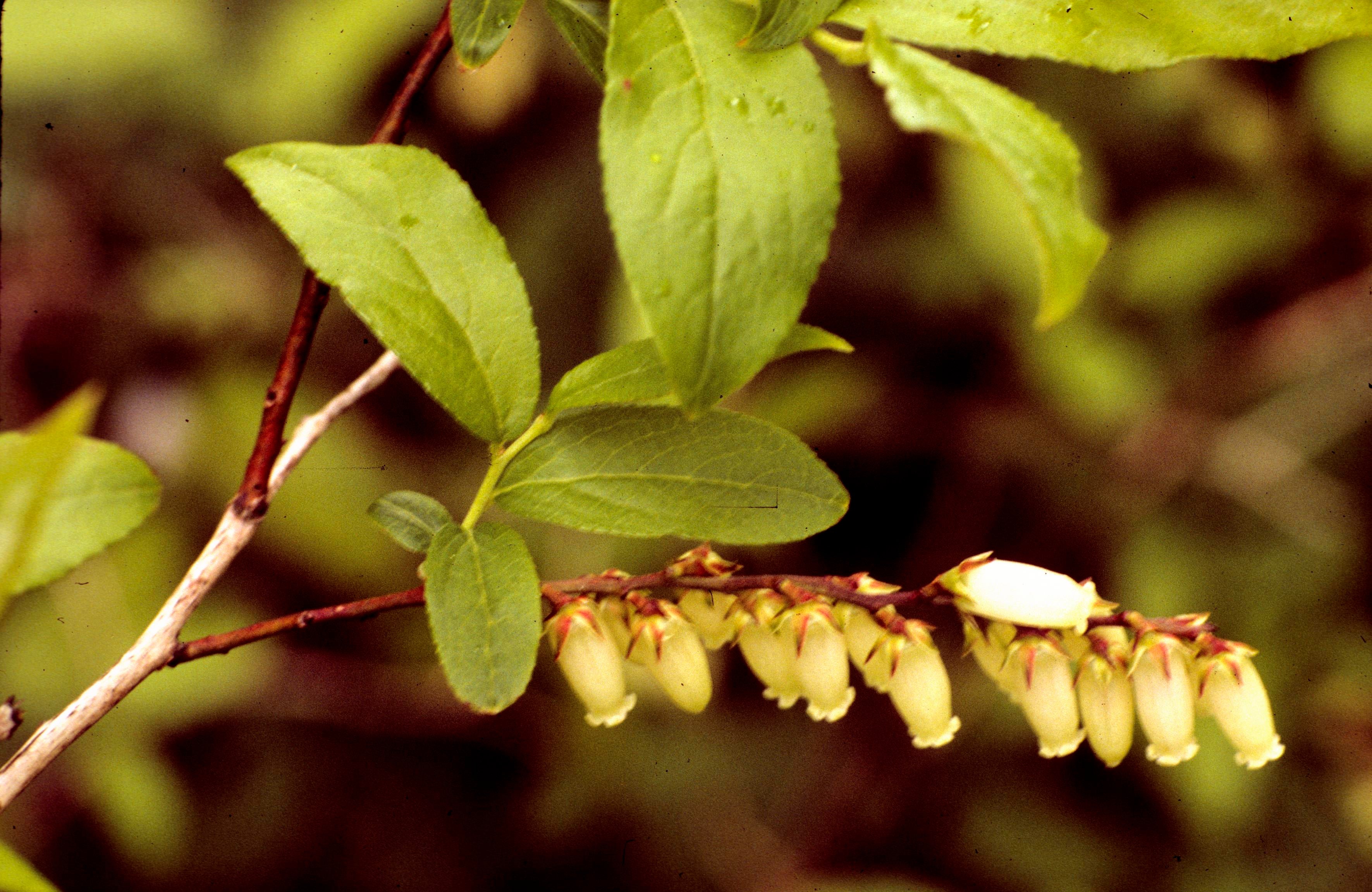Swamp Deciduous-Doghobble