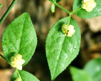 American Strawberry-Bush