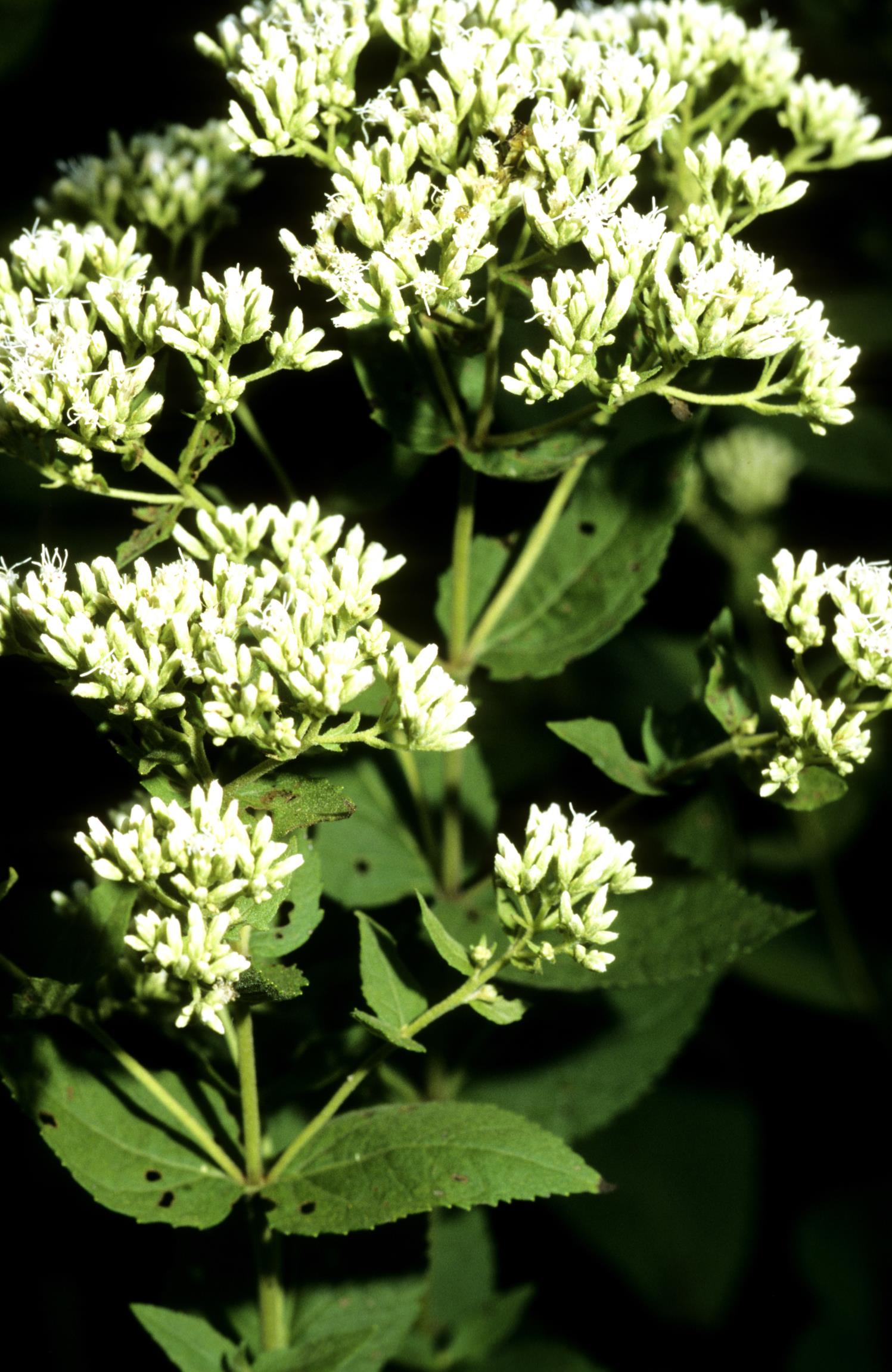 Round-Leaf Thoroughwort