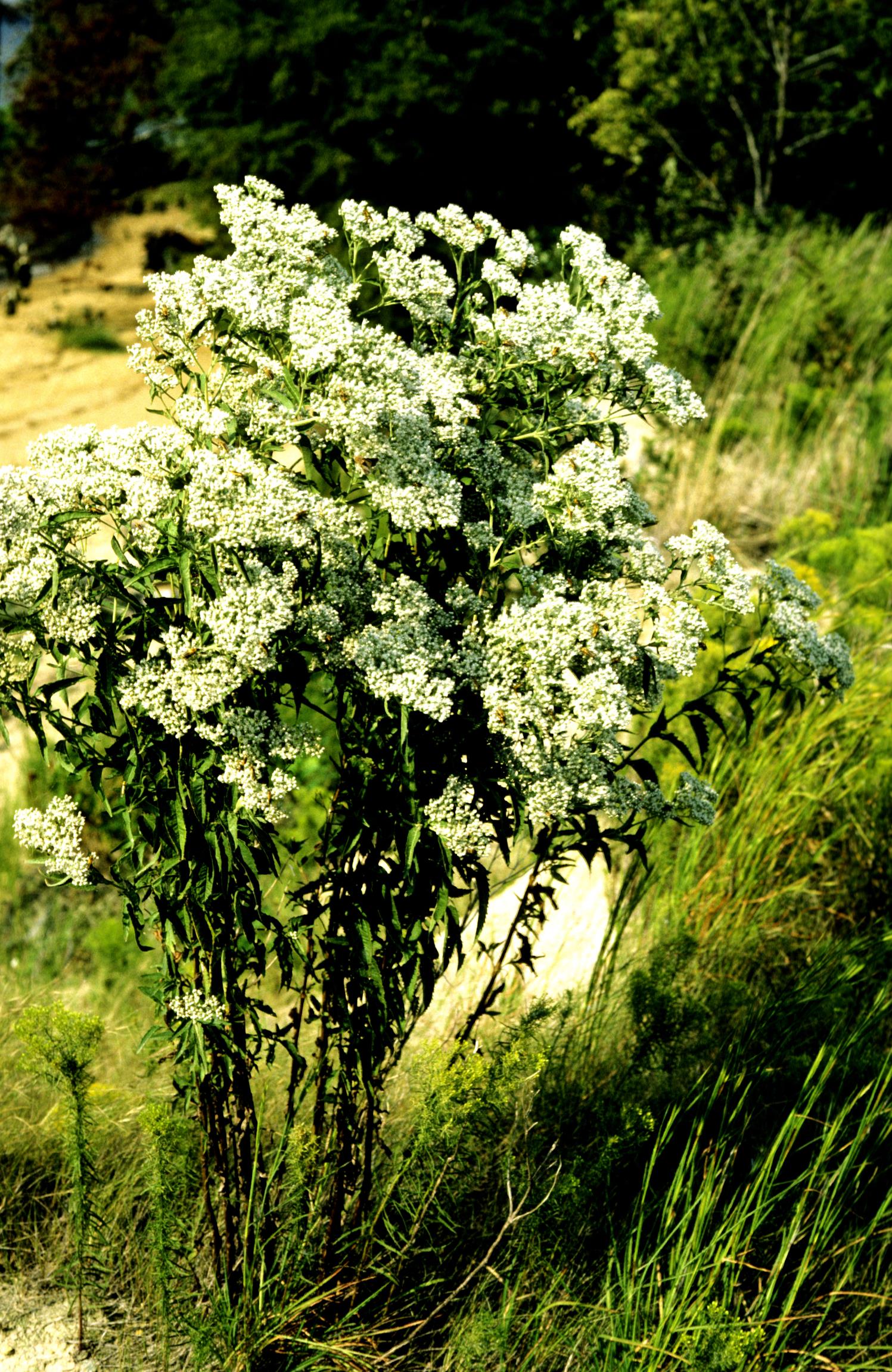Late-Flowering Thoroughwort