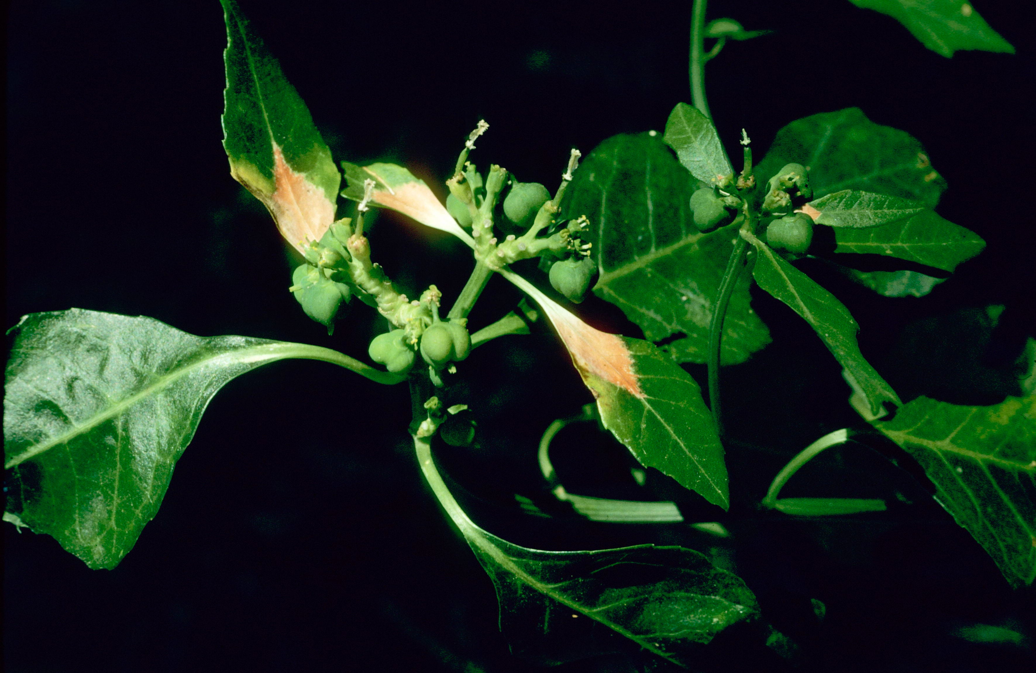 Mexican-Fireplant