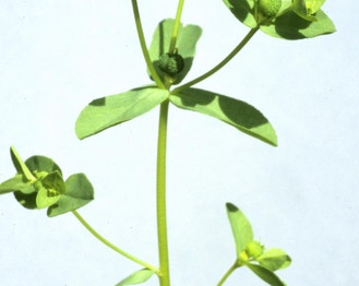 Warty Spurge